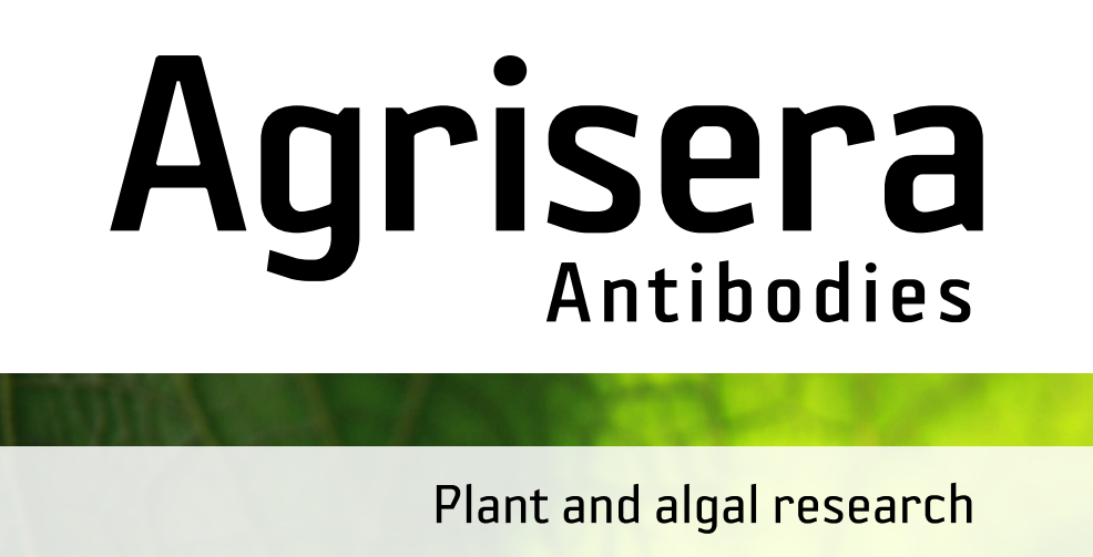 Agrisera MicroRNA相關(guān)研究植物蛋白抗體火熱促銷中！